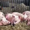 свиньи, свиноматки, хряки в Раменском