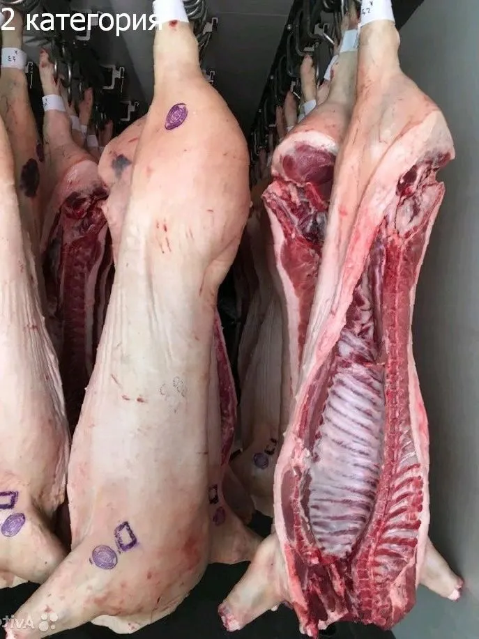 фотография продукта Мясо свинина опт. в полутушах 161р/кг