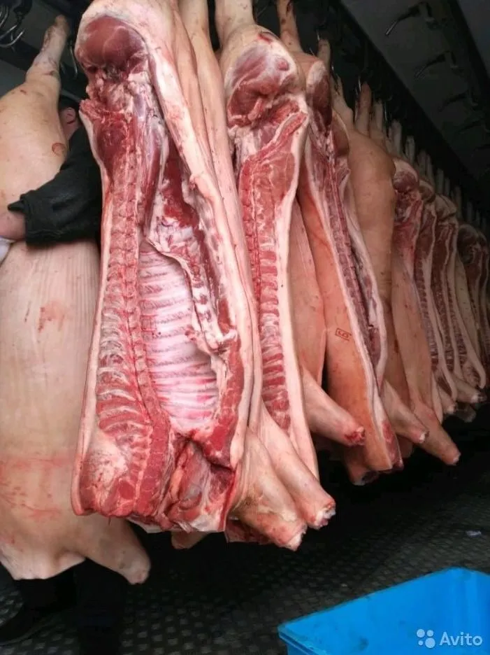 мясо свинина оптом п/т 161р/кг в Москве 4