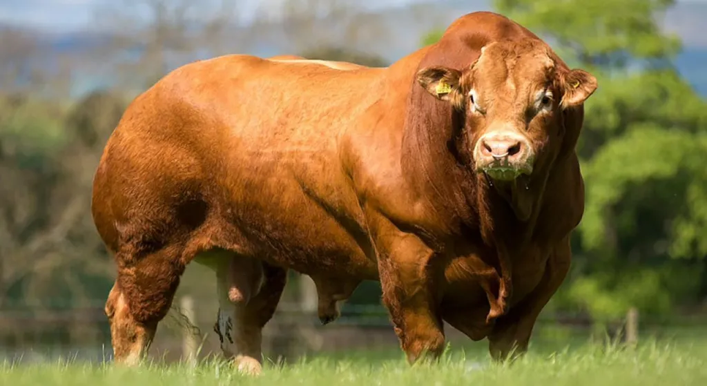 сперма быков-производителей мясных пород в Москве