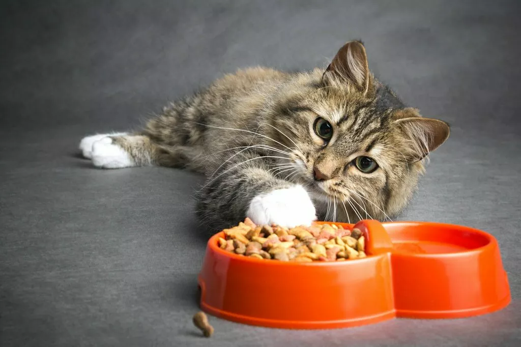 фотография продукта Сухой корм для кошек