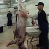 мясо оленя, тушеная оленина, экспорт в Москве