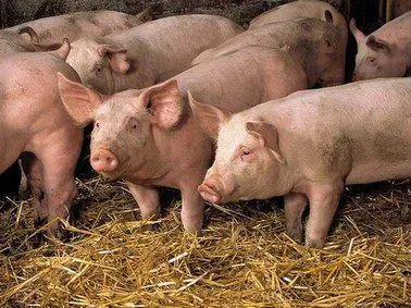 фотография продукта Свиноматки, свиньи  (в регионах )