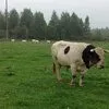 мясо говядина, коровы, быки в Малоярославце 13