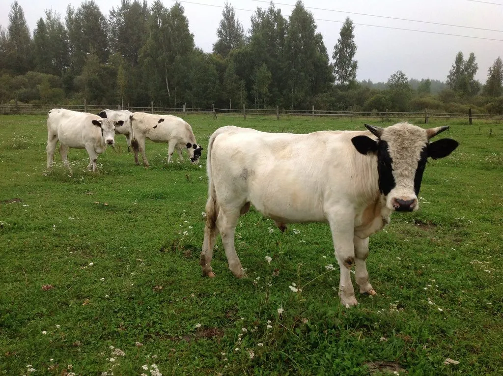 мясо говядина, коровы, быки в Малоярославце 5