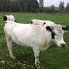 мясо говядина, коровы, быки в Малоярославце 9