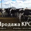 продаем КРС опт Живым весом по РФ и СНГ в Москве