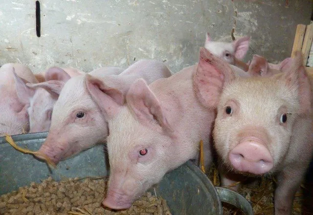 Поросята купить вологодская. Птица свинья. Закупка свиней живым весом в Зерноград. Фото покупка КРС свиней.