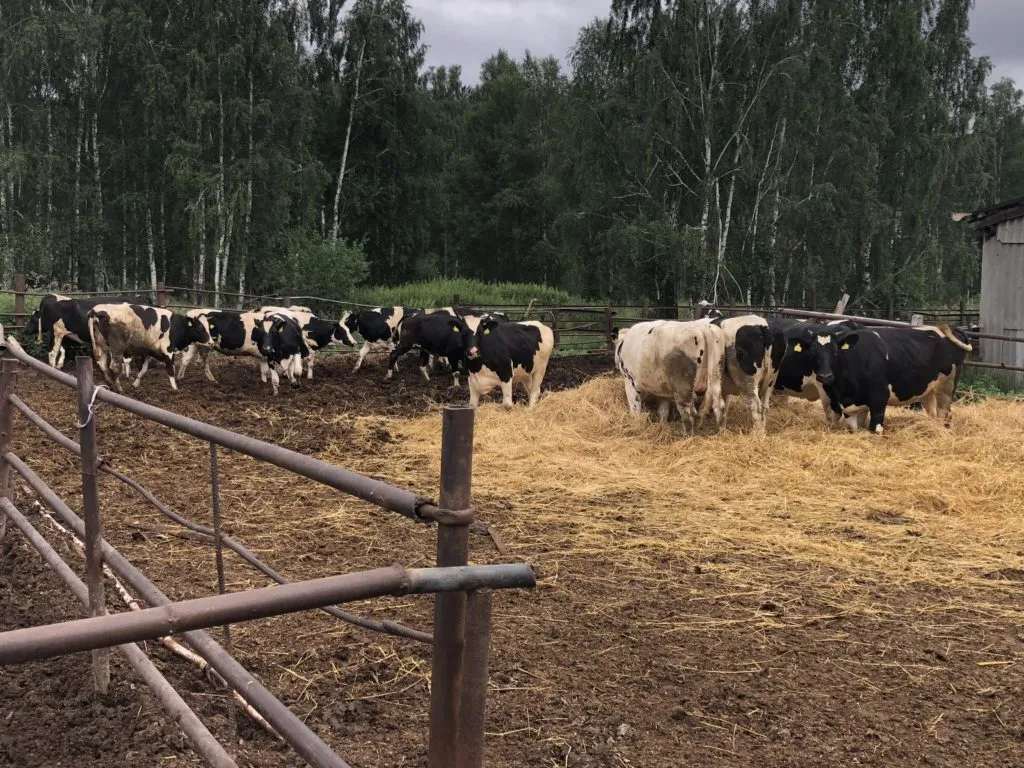герефордская порода в асекеево. животноводство в тюменской области. племпродажа крс правила. несанкционированный ввоз крс фото. тмф тюменские молочные фермы голышманово.