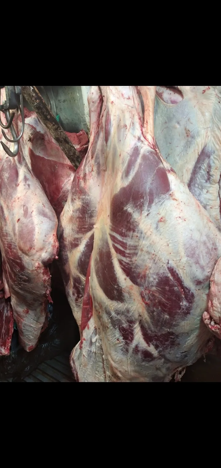 фотография продукта Говядина,баран Мясо оптом туша, четверг