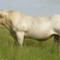 сперма быков-производителей мясных пород в Москве 8