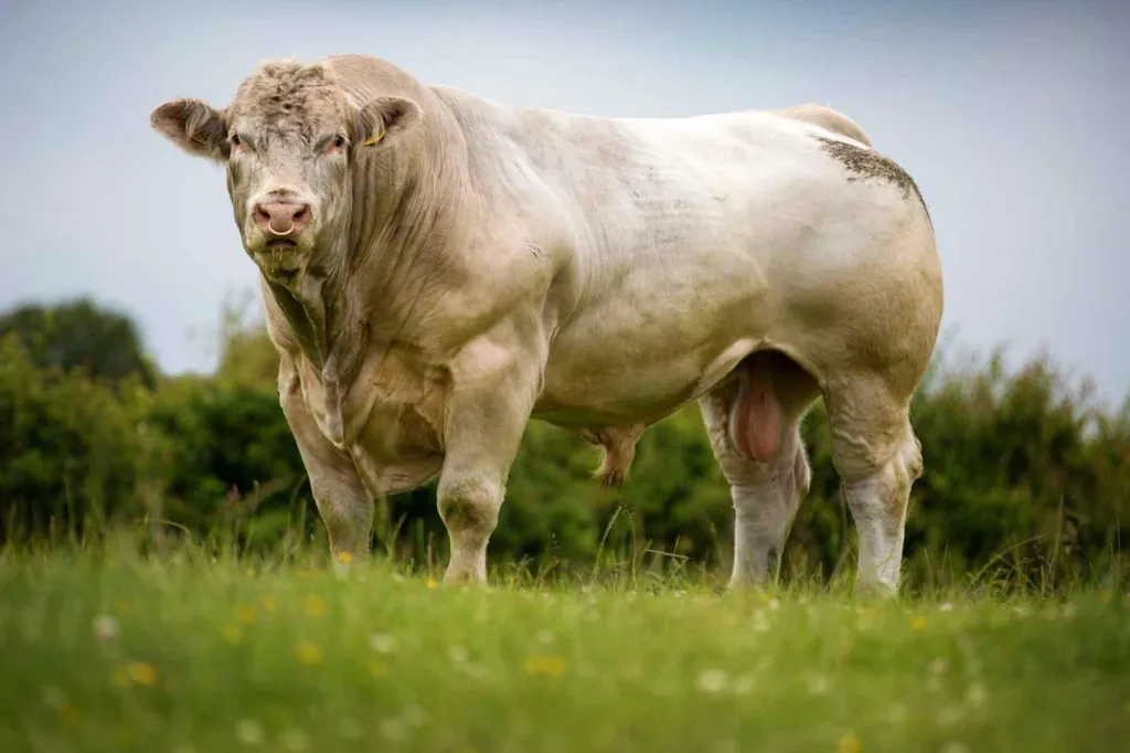сперма быков-производителей мясных пород в Москве 7