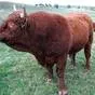 сперма быков-производителей мясных пород в Москве 5