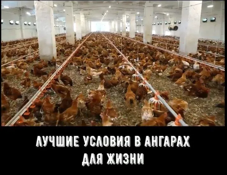 мясо курицы в Москве 9