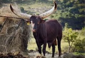 фотография продукта Крупный опт говядины из Африки