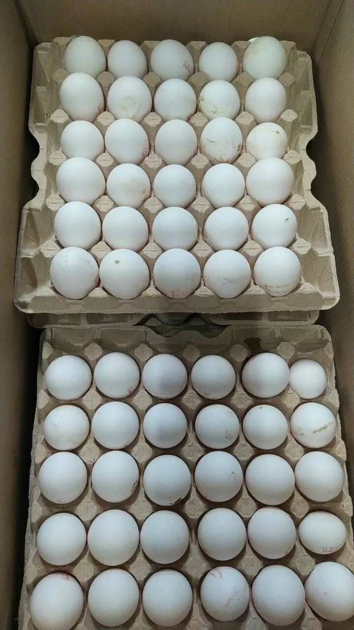 фотография продукта Яйцо куриное опт/розница