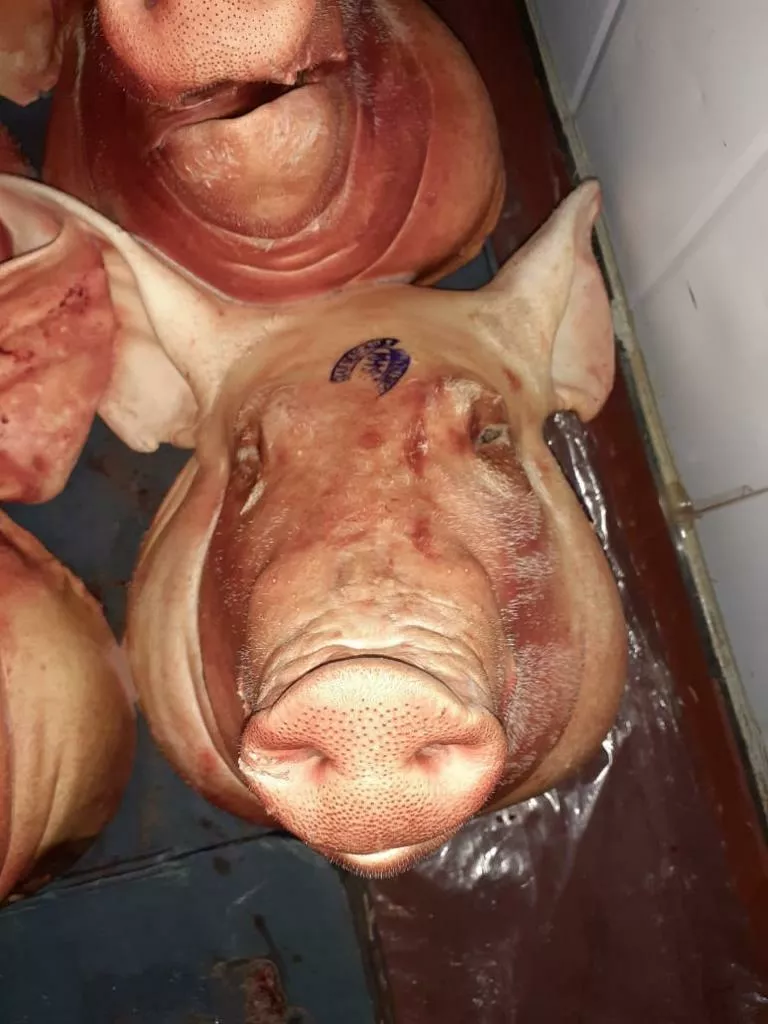фотография продукта Головы свиные не ограбленые 